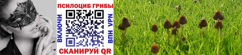 darknet какой сайт  Данков  Галлюциногенные грибы мицелий 